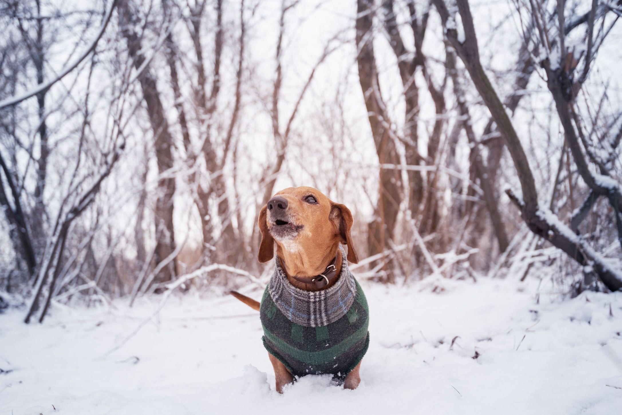 small brown dog with sweater depicted mid bark in a snowy covered forest